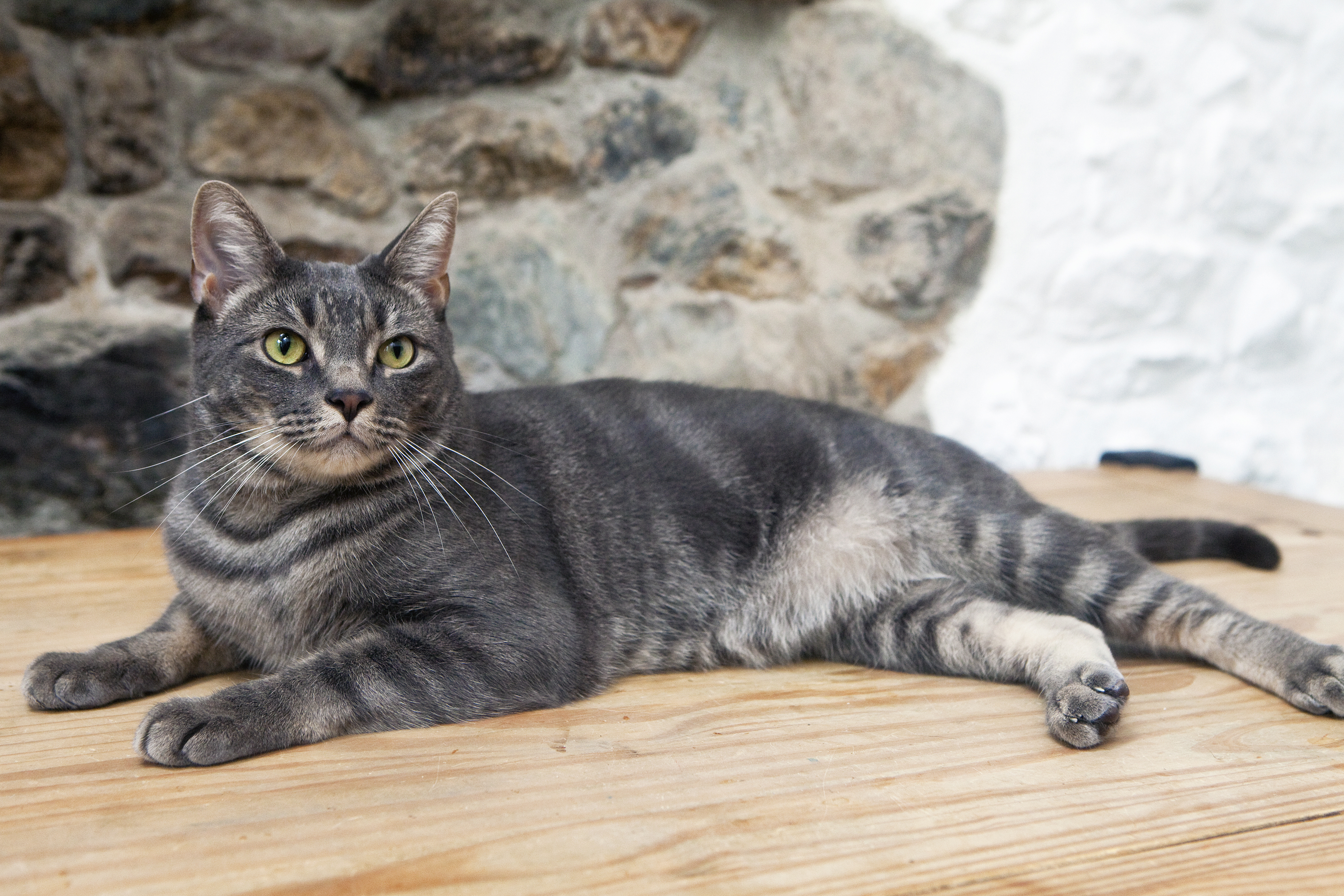 cat at The Old Farmhouse Gwithian, Cornwall, farmhouse accommodation