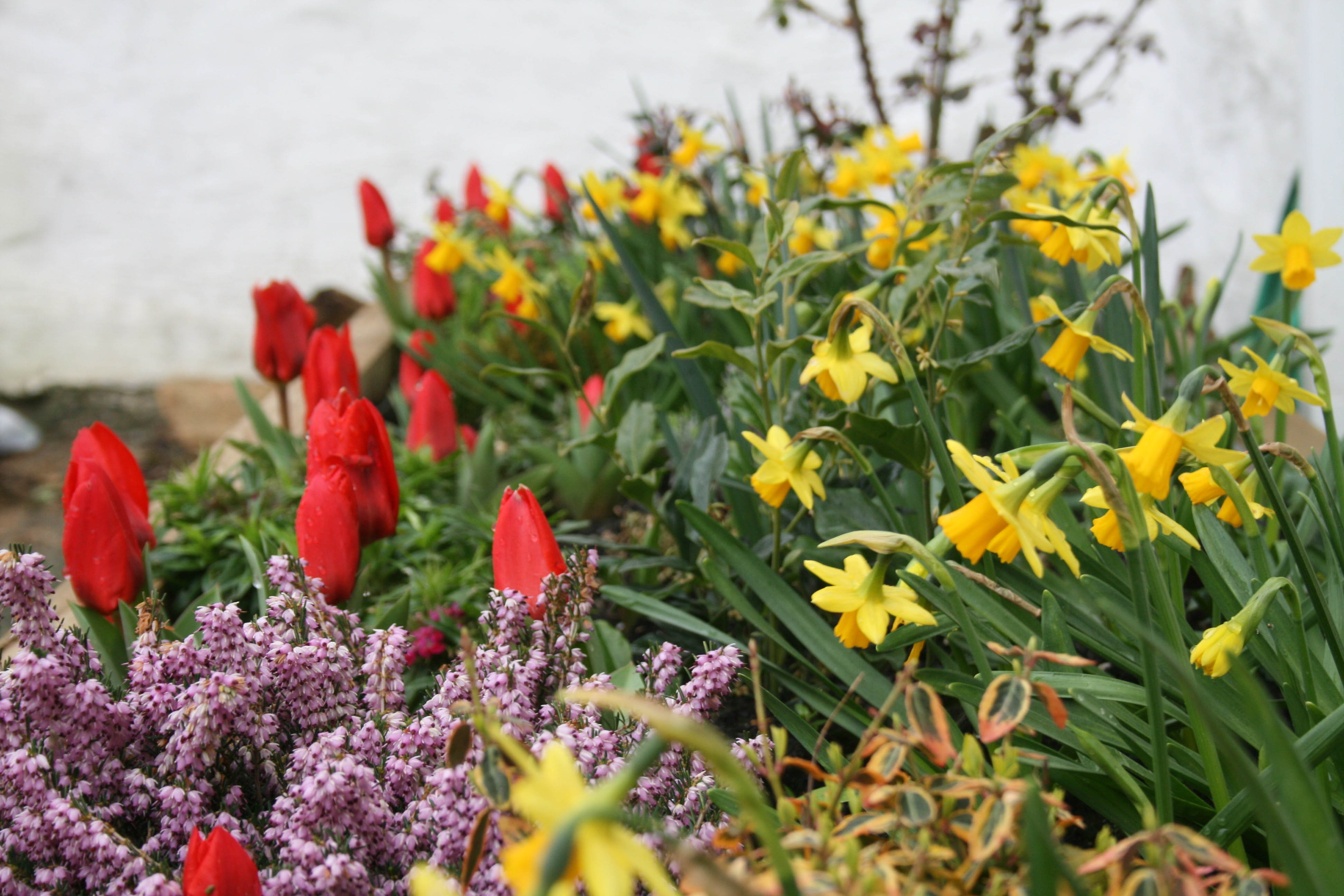 Spring flowers, The Old Farmhouse Gwithian, Cornwall, farmhouse accommodation