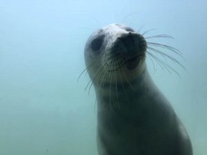 seal at The Old Farmhouse Gwithian, Cornwall, farmhouse accommodation