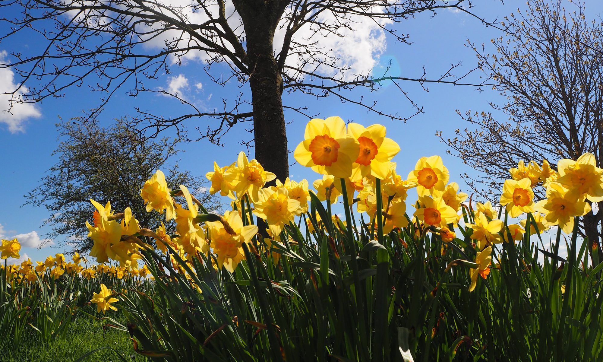 Cornish Daffodils at The Old Farmhouse Gwithian